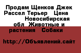 Продам Щенков Джек Рассел Терьер › Цена ­ 30 000 - Новосибирская обл. Животные и растения » Собаки   